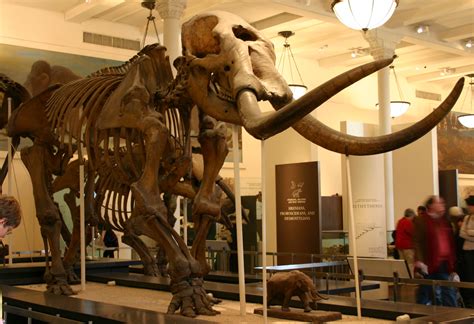Mastodon fossils - Species include: M. americanum, the American mastodon, is one of the best known and among the last species of Mammut. Its earliest occurrences date from the early-middle Pliocene (early Blancan stage). 